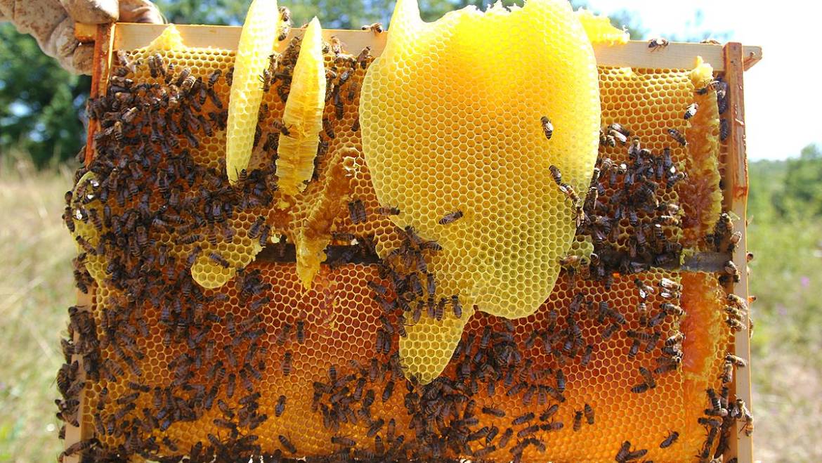 Cire d’abeille (Bee Wax)