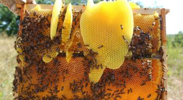 Cire d’abeille (Bee Wax)