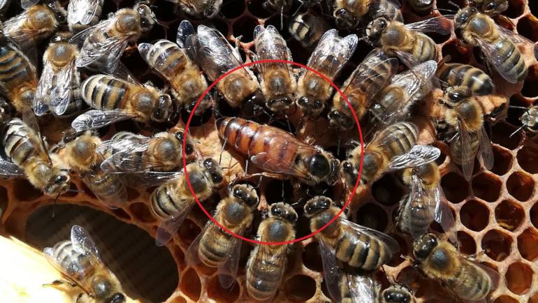 Données sur nos abeilles pour l’année 2018