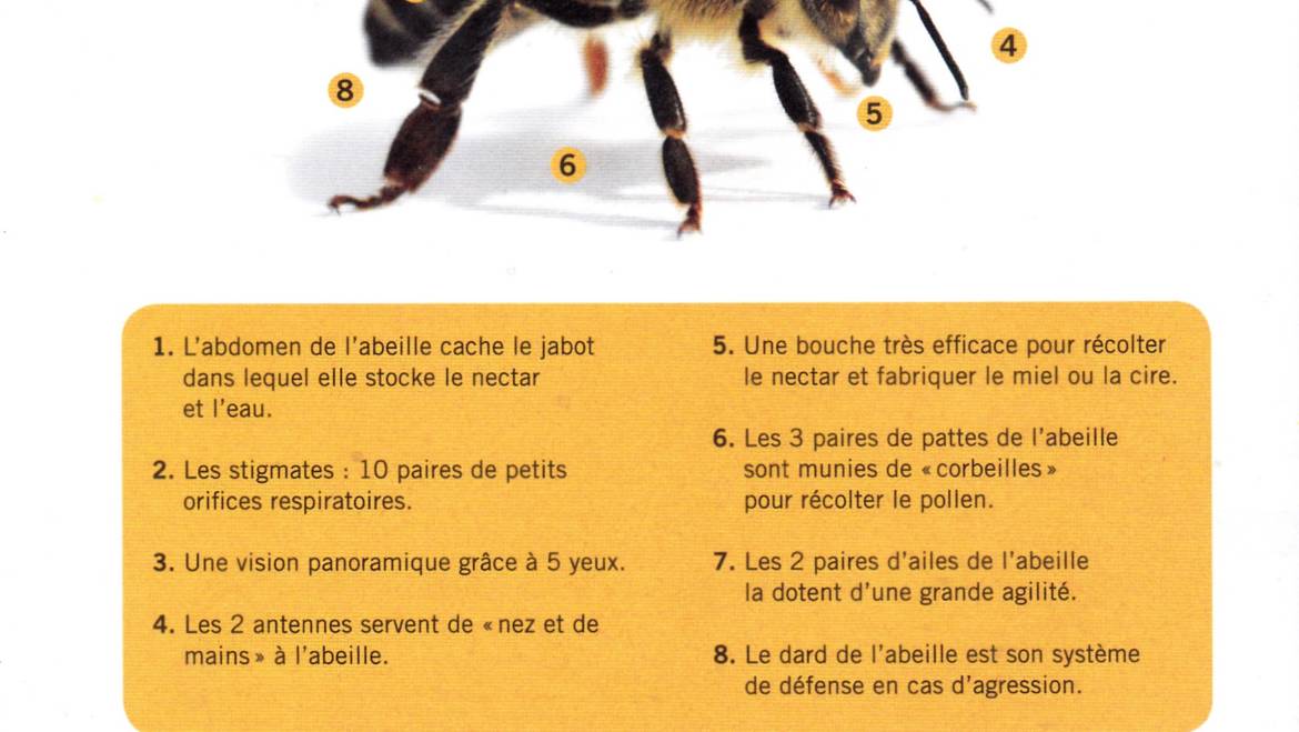 <strong>Les abeilles en chiffres – Balades entomologiques</strong>
