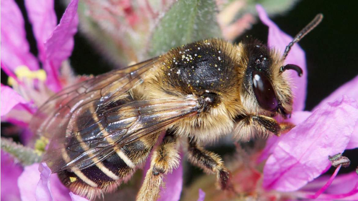 2015 Article Sur la coexistence entre l’abeille domestique et les abeilles sauvages Observatoire des abeilles
