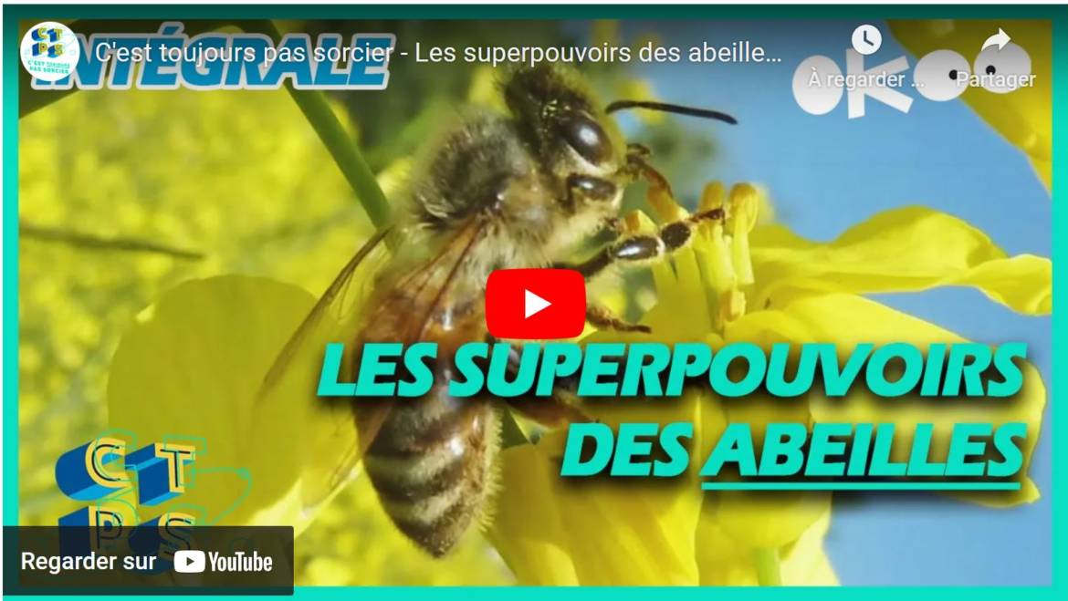 C’est toujours pas sorcier – Les superpouvoirs des abeilles (S1E01) édité le 24/02/2021.