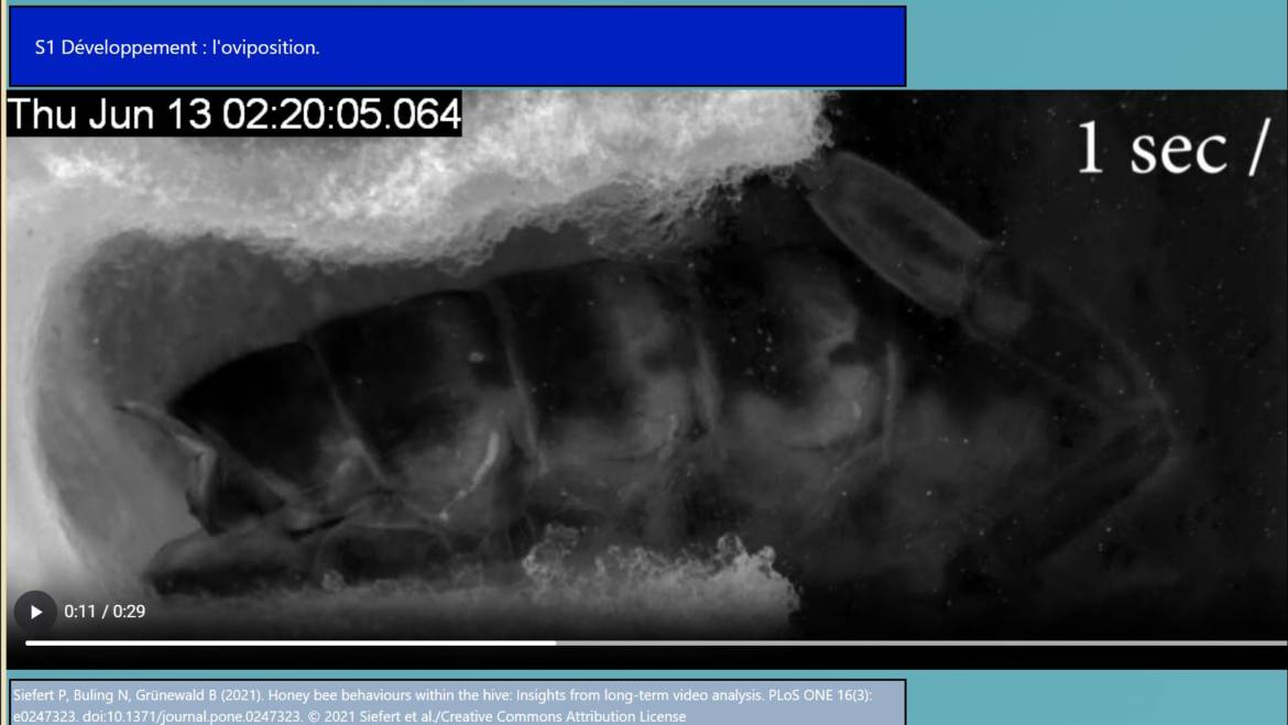 FNOSAD-LSA 18 vidéos sur les abeilles