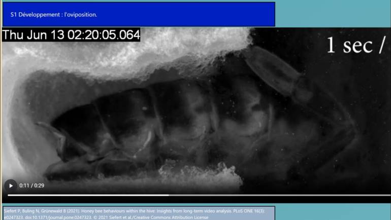 FNOSAD-LSA 18 vidéos sur les abeilles
