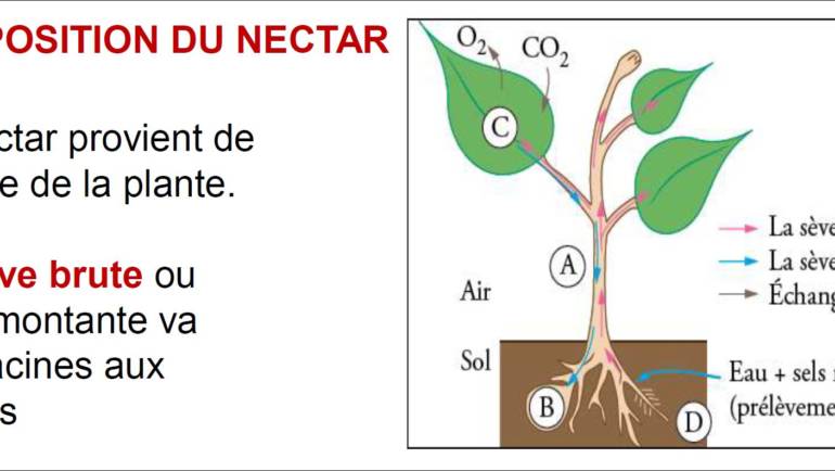 2025/02/07 Le nectar