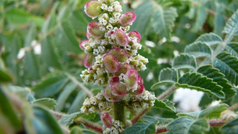 2026-03-29 Un historique des fleurs et fruit de Sumac