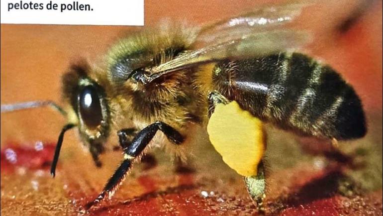Article de LSA La Santé de l&rsquo;Abeille N°333 Mai-Juin Praticapi Travaux de la saison.